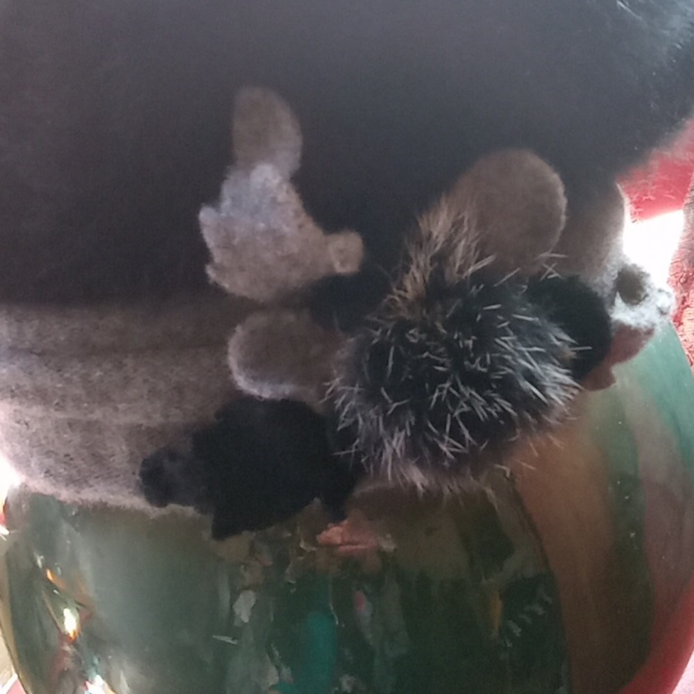 Womans vintage Angora mix Hat